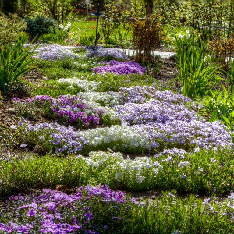 5 evergreen ground cover plants that keep borders full of life when