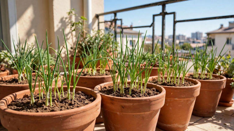 6 simple tips to grow onions at home in pots, containers, and small ...