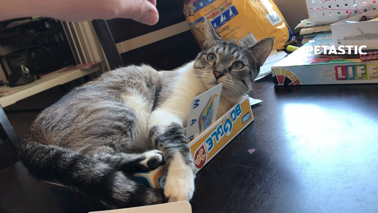 Grumpy Cat refuses to share playing card with owner