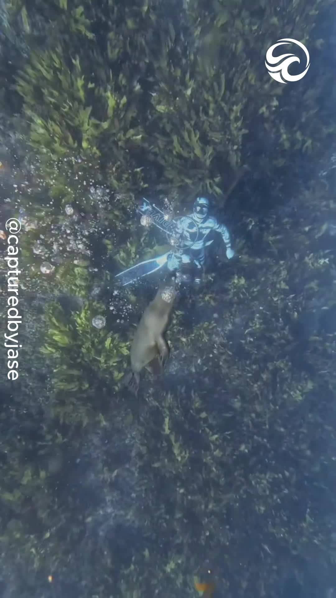 Diver captures sea lions in a remarkable underwater encounter