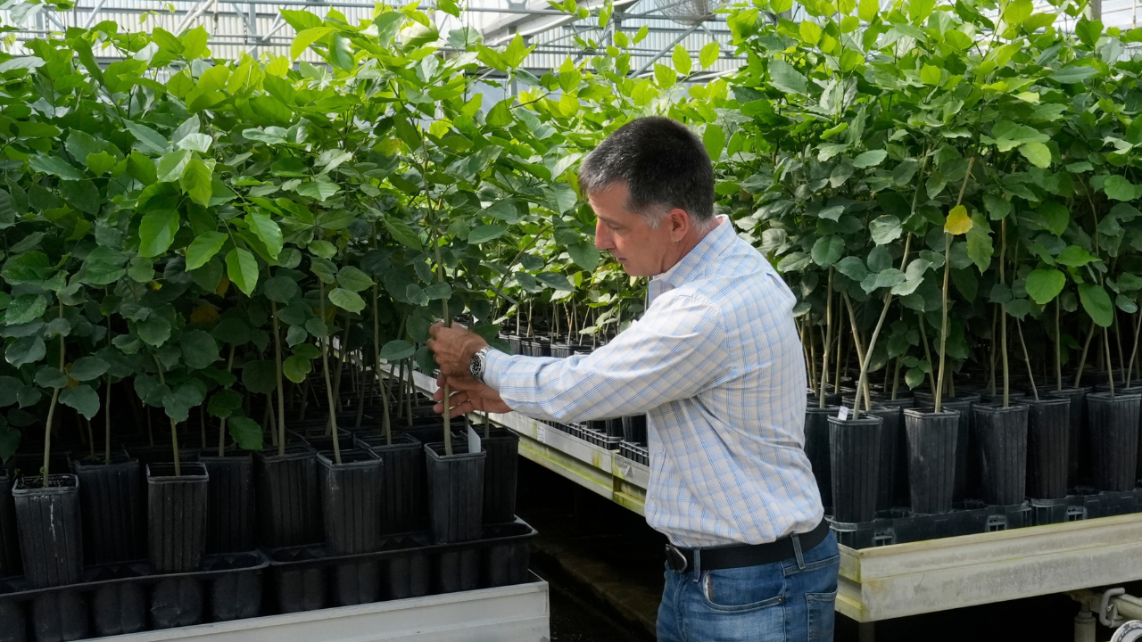 Council Bluffs residents can buy trees through local conservation program