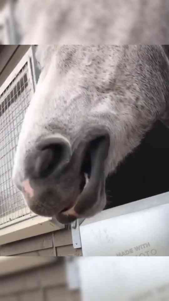 Curious horse makes everyone smile with a funny expression
