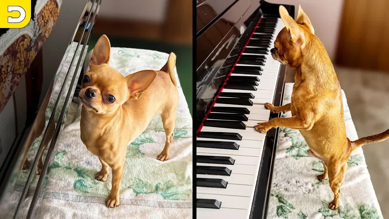 He started as a cute dog then became a performer
