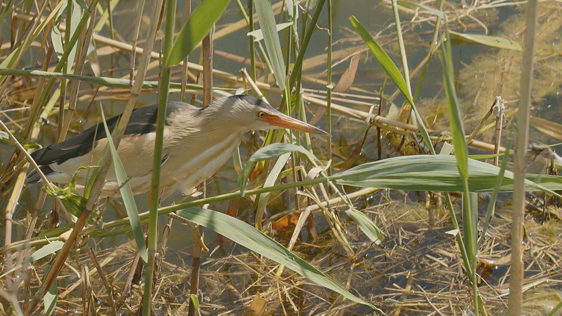 Rare footage of a small heron catching big prey