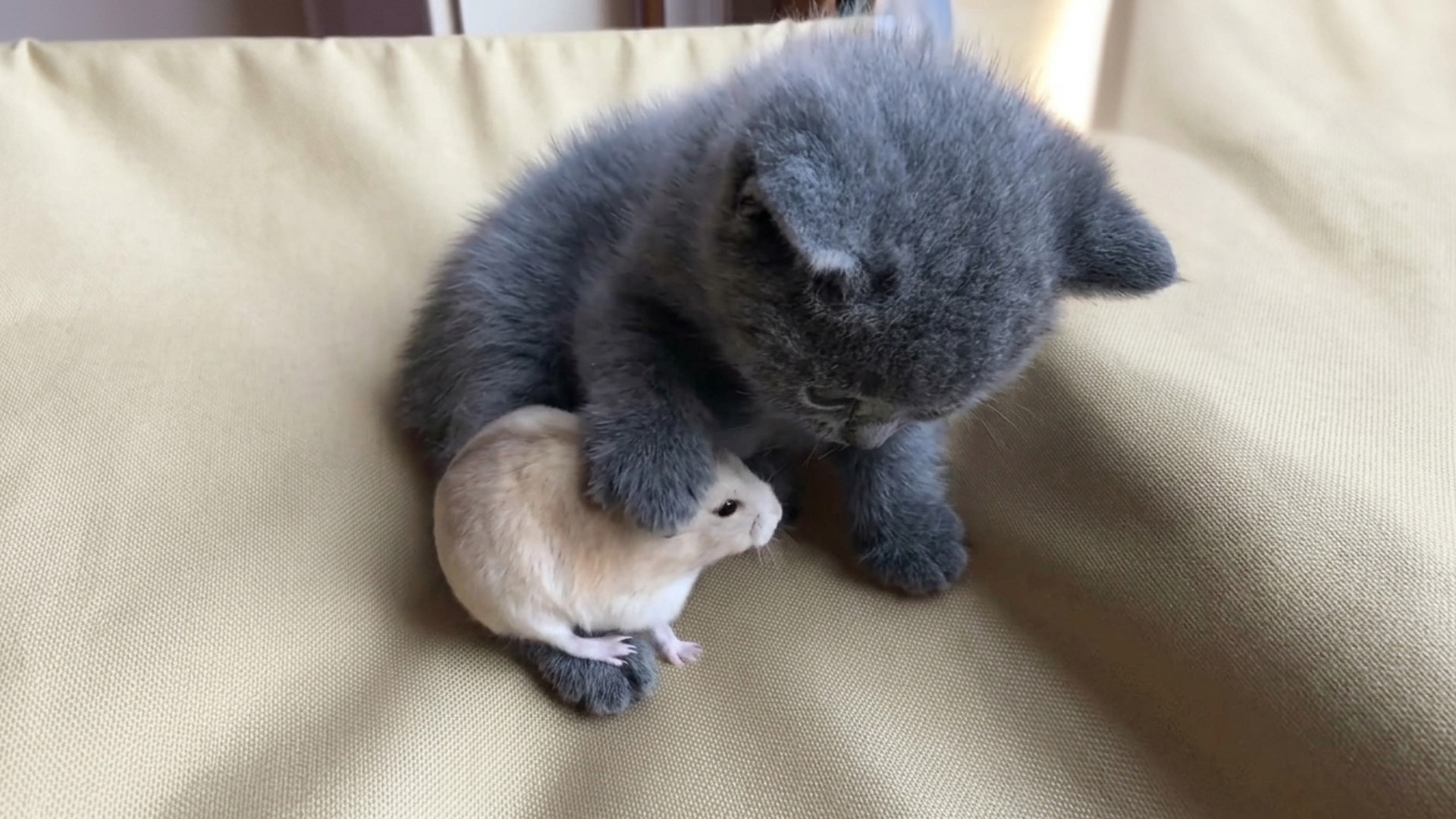 Kitten meets a mouse and gets surprisingly gentle