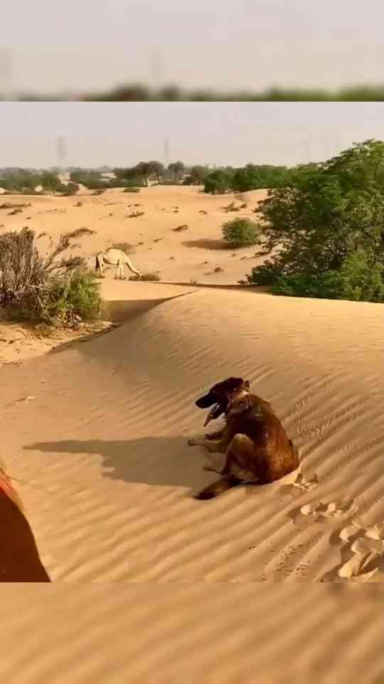 Horseback ride across desert sands creates a stunning view
