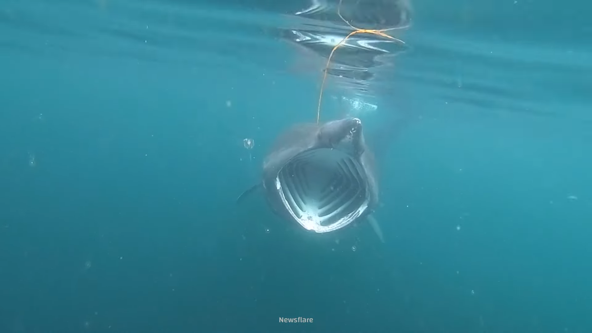 He was almost eaten by a shark... and the encounter was caught on camera