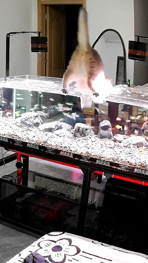 Cat goes fishing in family aquarium