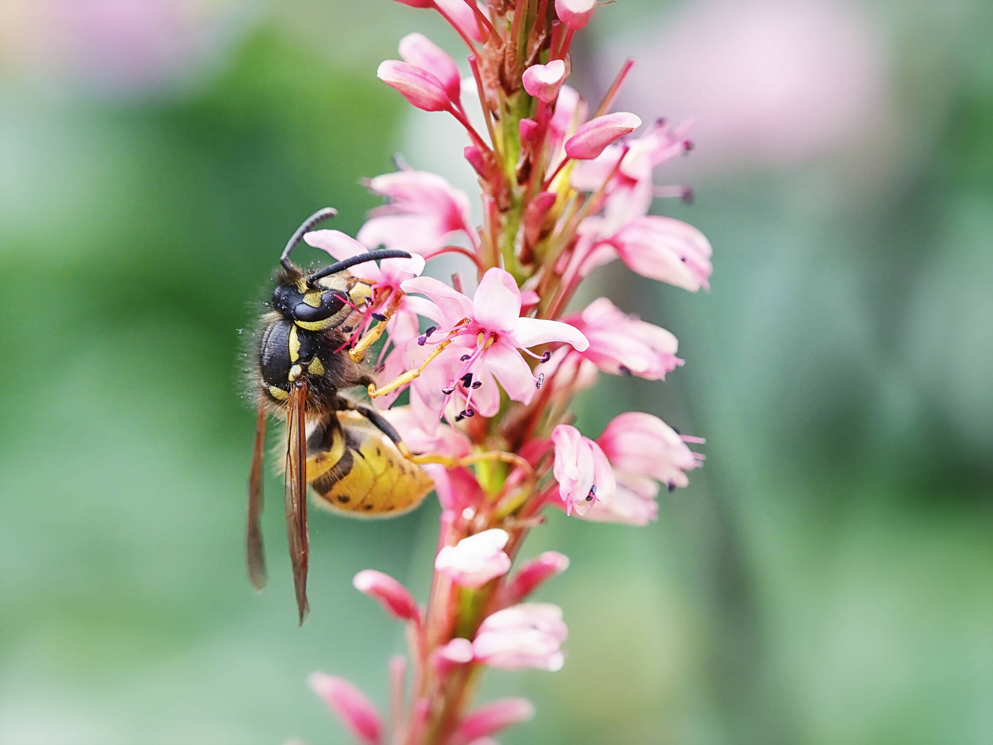 Exterminators keep offering to remove woman’s wasps. Her sign says why ...