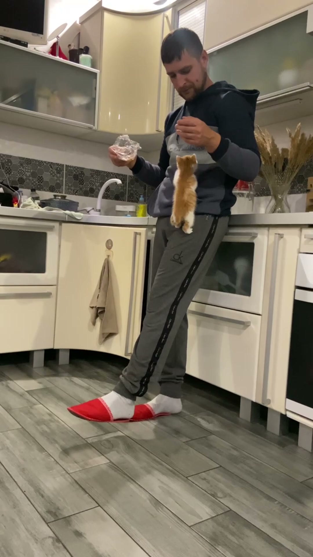 Adorable kitten playfully climbs on owner's leg