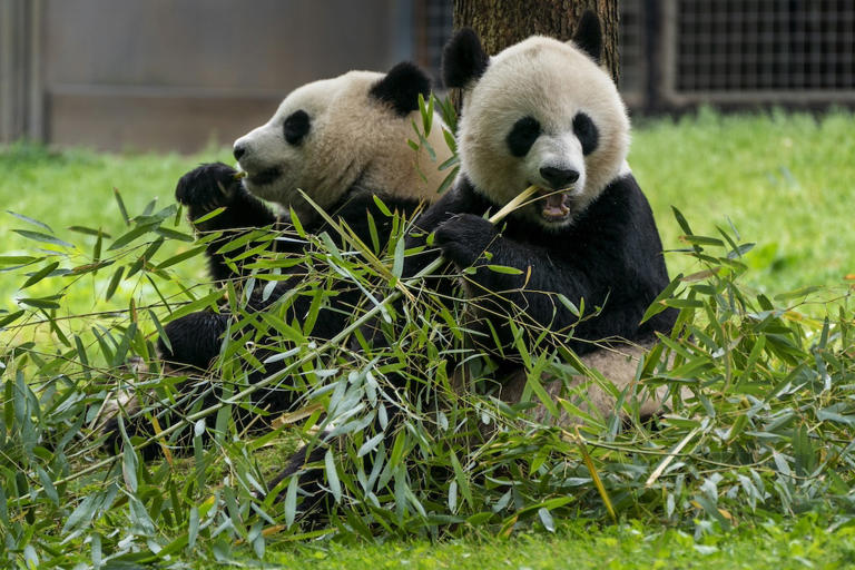 Xi announces new pandas coming to Atlanta in coming days