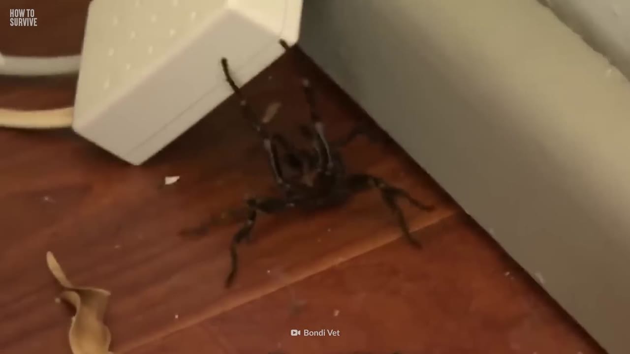 A funnel-web spider can pierce your fingernail - then you need a ...