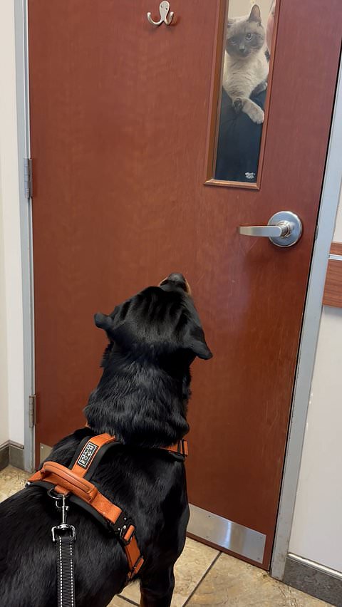 Helpful cat distracts dog during injection