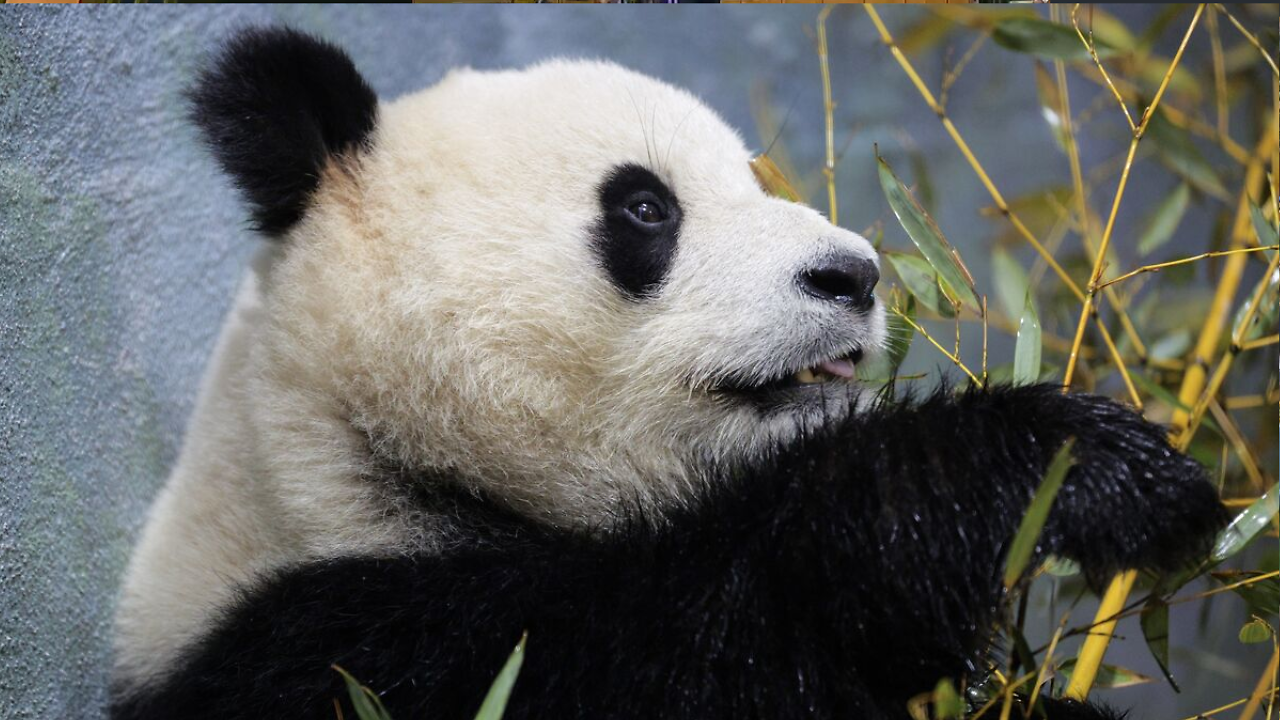 Panda diplomacy returns: Xi sends two giant pandas to US zoo