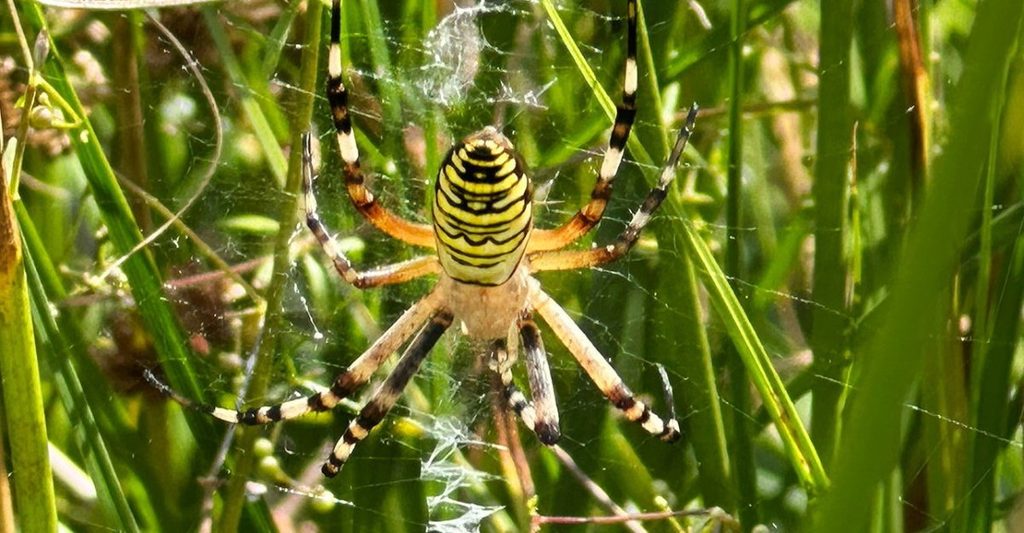 Rare wasp spider sighting sparks climate concerns