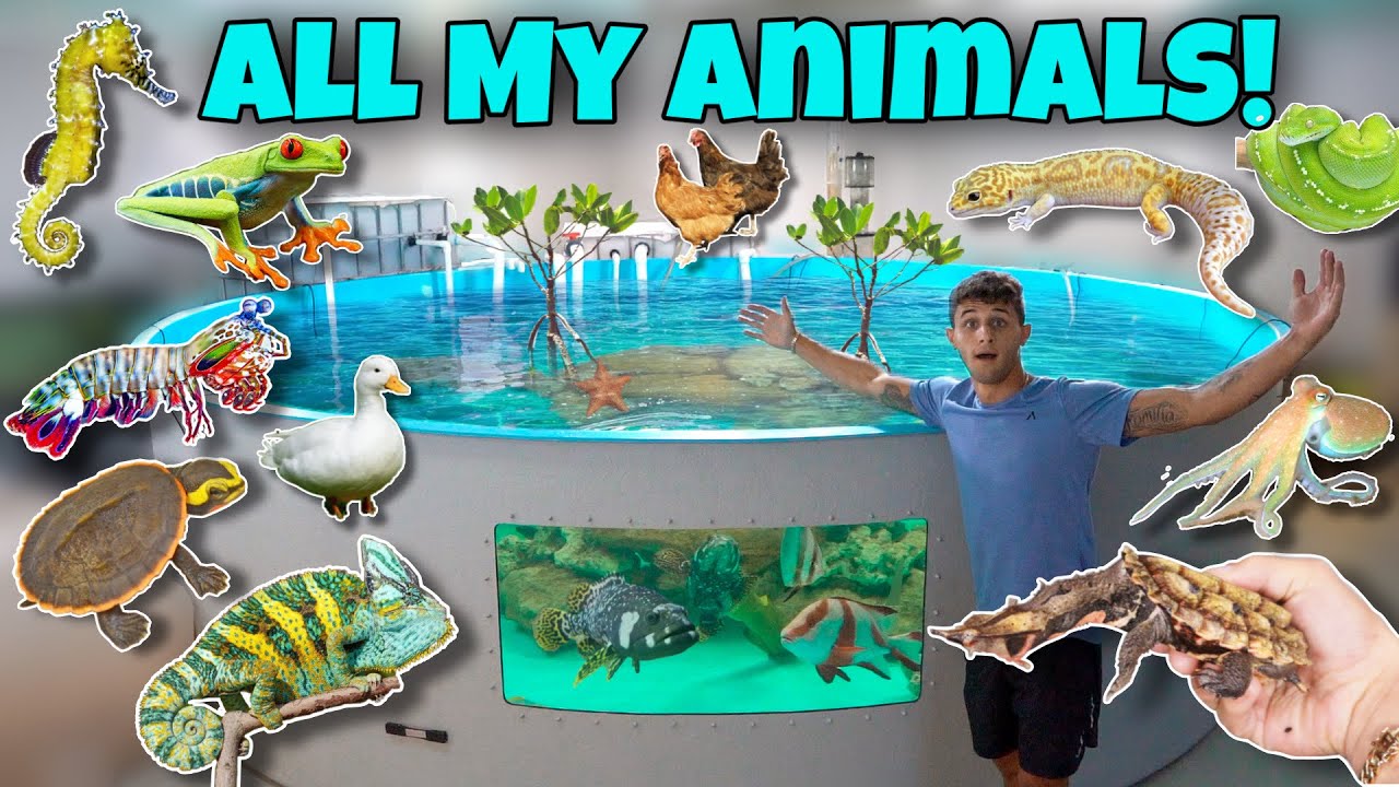 My complete exotic animal collection update