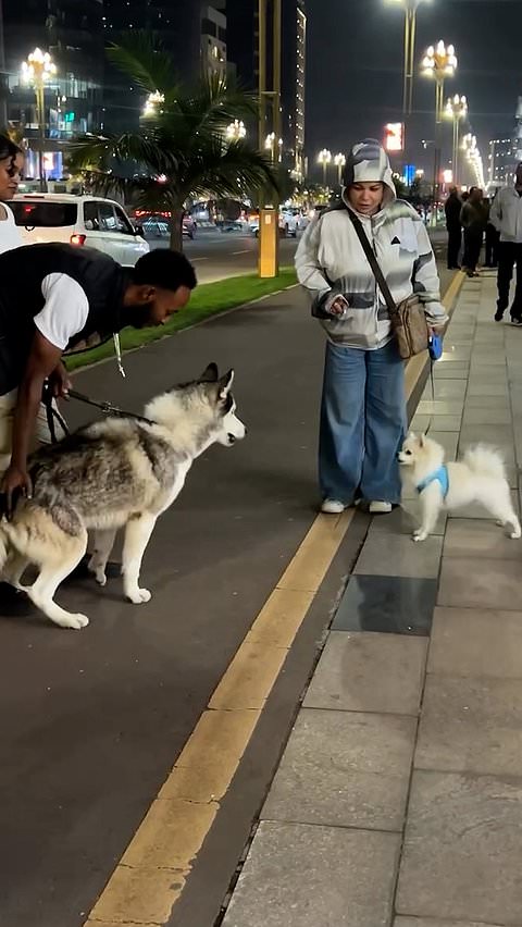 Tiny dog confronts much larger dog