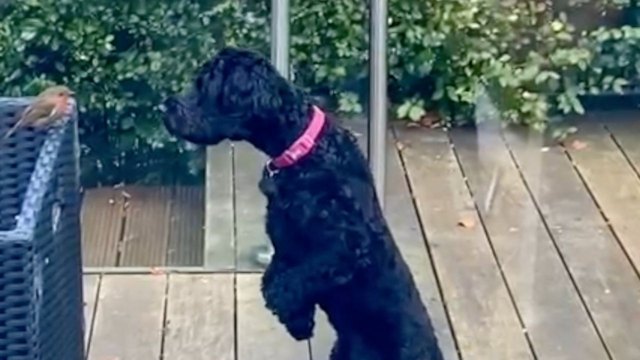 Puppy confused why robin won't budge from perch | Wild-ish