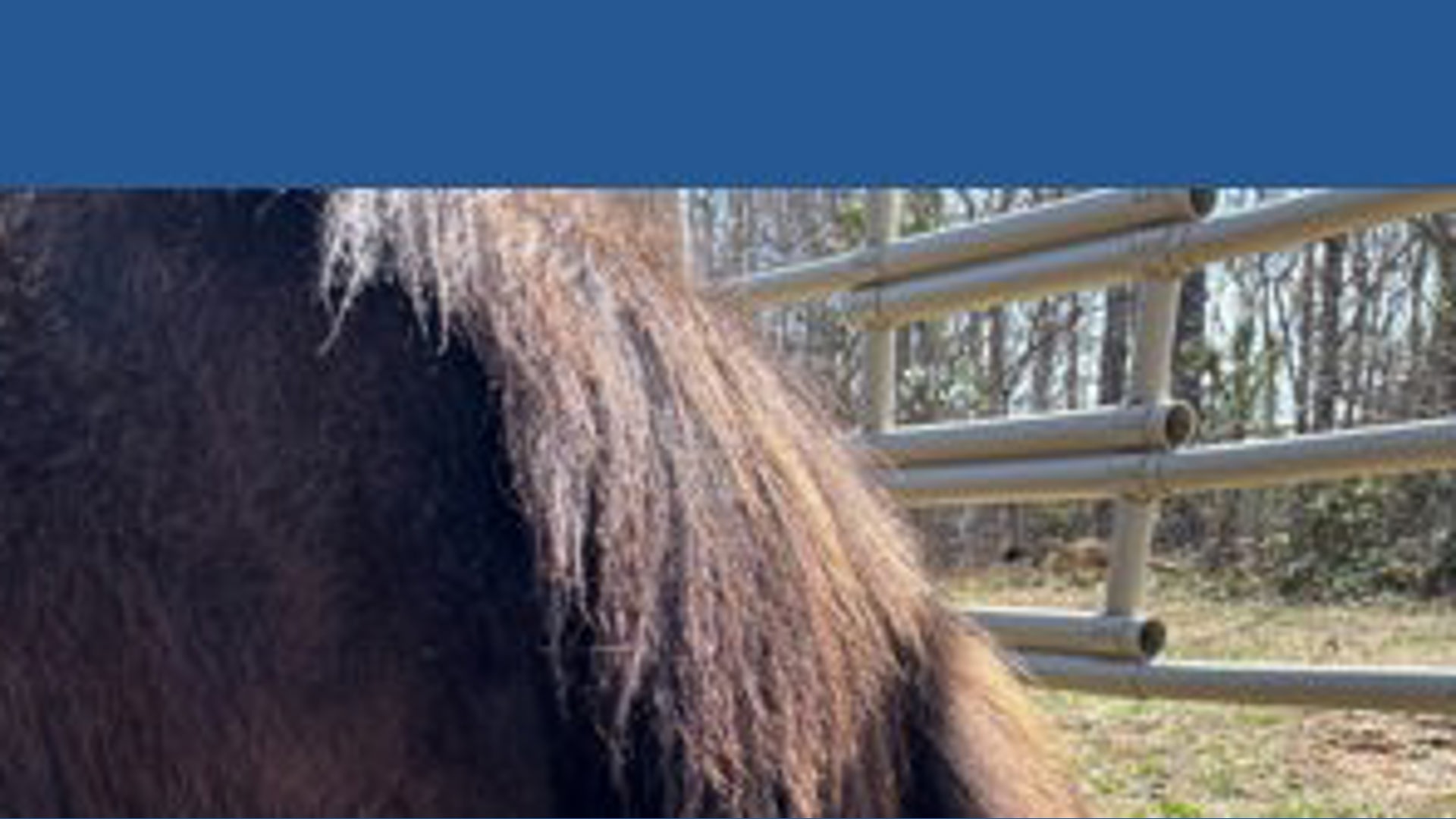Greensboro Science Center miniature horse dies