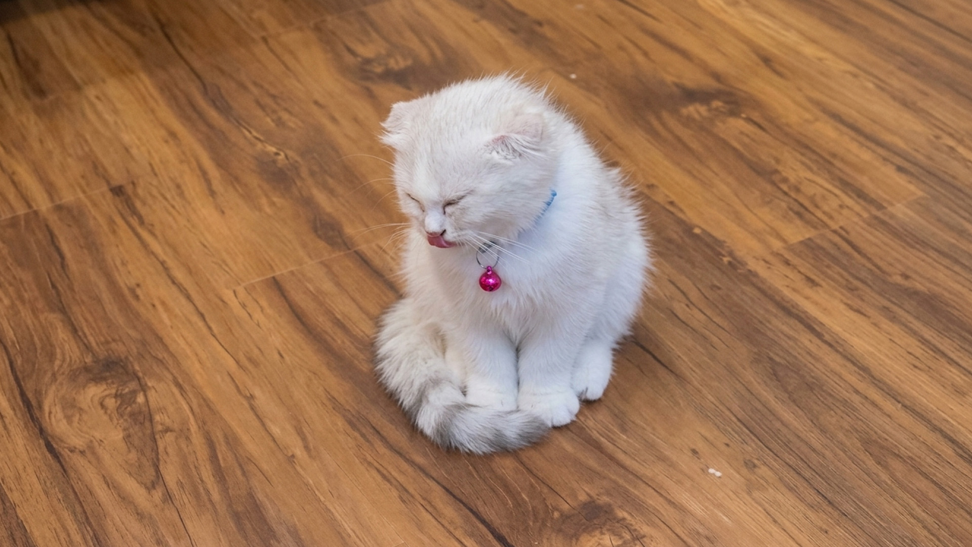 Tiny kitten makes the funniest little face