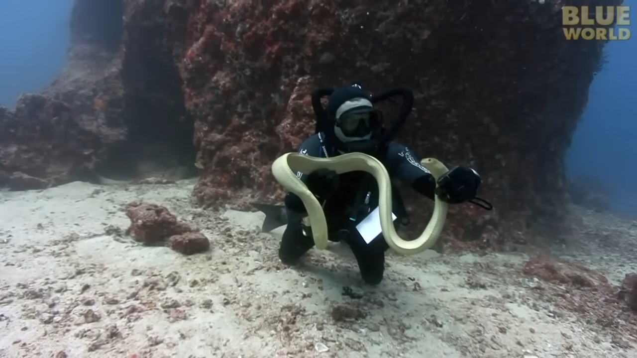 Divers found one of the world’s most venomous snakes on the Great ...