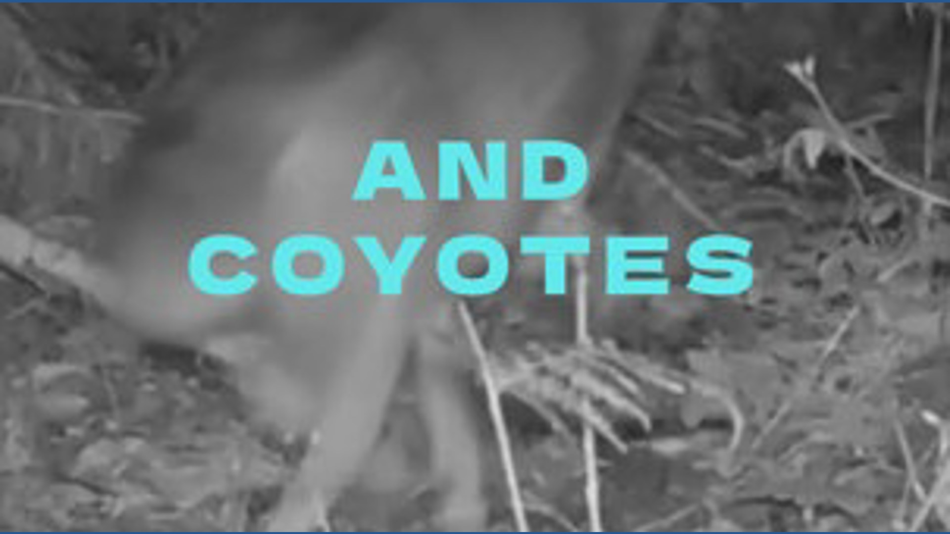 The wilderness of Washington is teeming with activity at night!