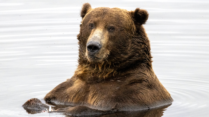 Fat Bear Week is about to kick off. Which bear are you?