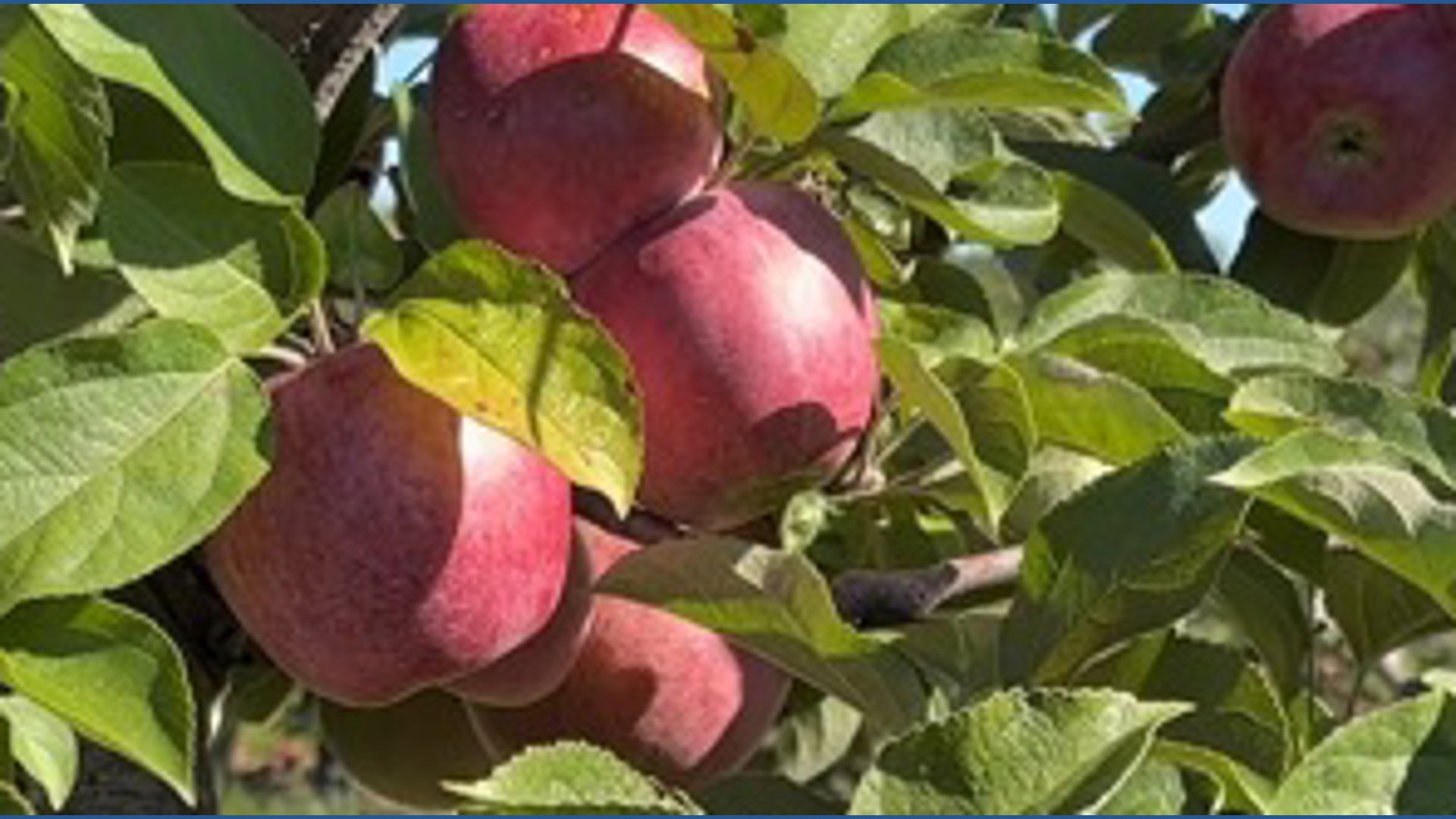 Apple season in CT starts strong