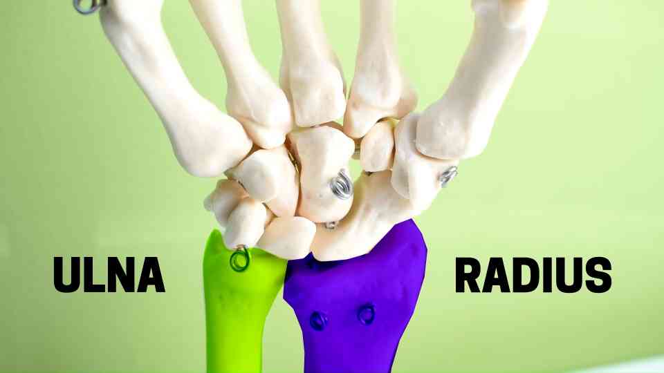 A closer look at human wrist anatomy