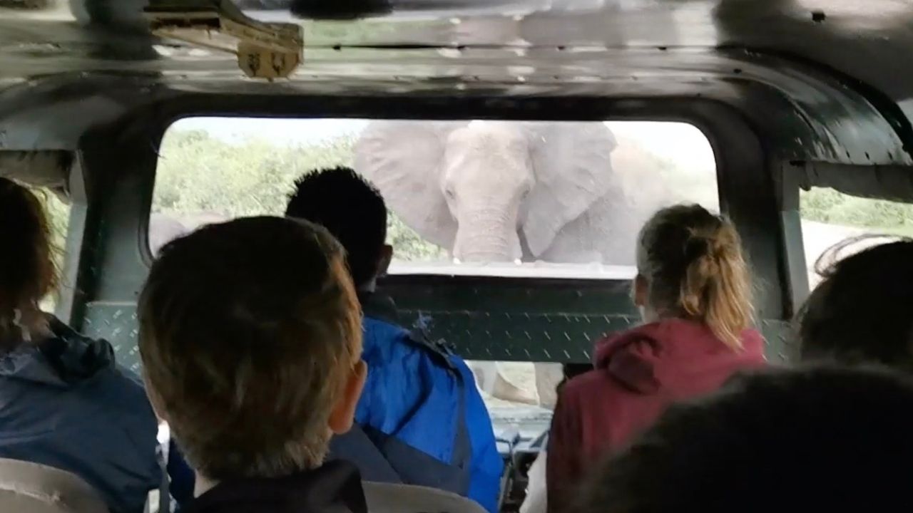 Elephant versus car standoff | Wild-ish