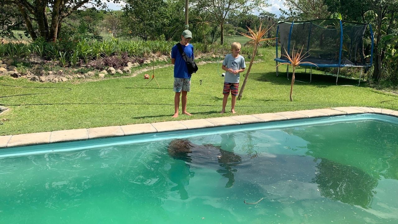 Three-tonne hippo discovered in swimming pool | Wild-ish