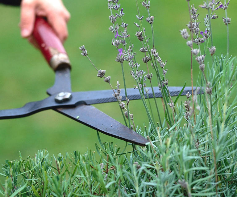 How to winterize lavender – act now to avoid losing plants to winter ...