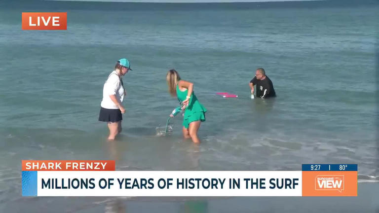 How to hunt for fossil shark teeth in Venice, Florida: A beginner’s guide