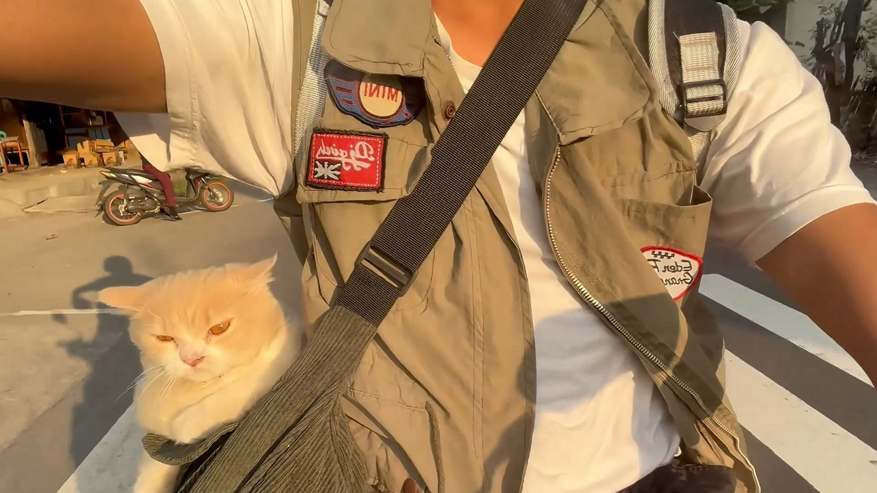Cat relaxing in sling bag during afternoon walk in North Lombok