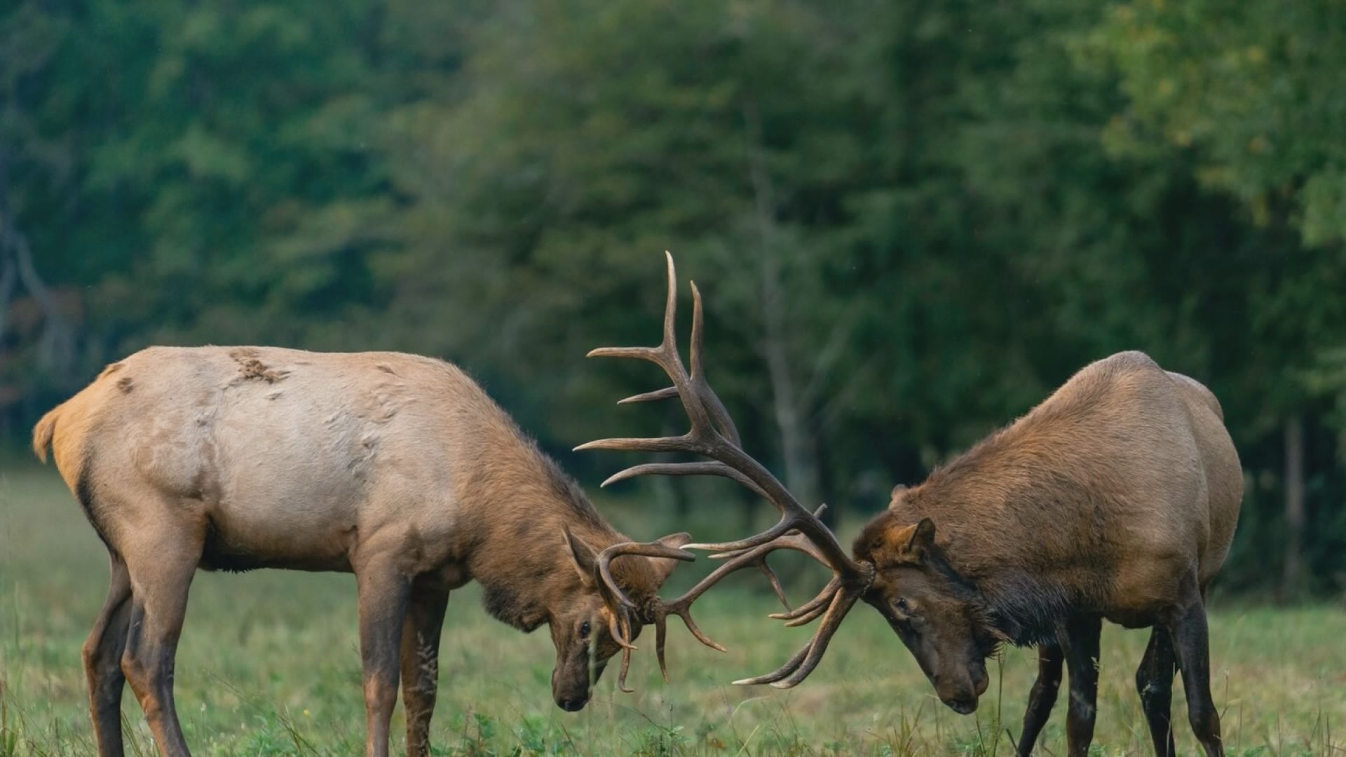 Elks rutting season to larch viewing - everything you need to know when ...