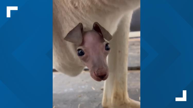 Cameron Park Zoo introduces new baby kangaroo
