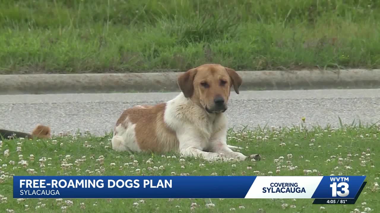 Sylacauga, GBHS begin humane effort to trap stray dogs along Highway 280