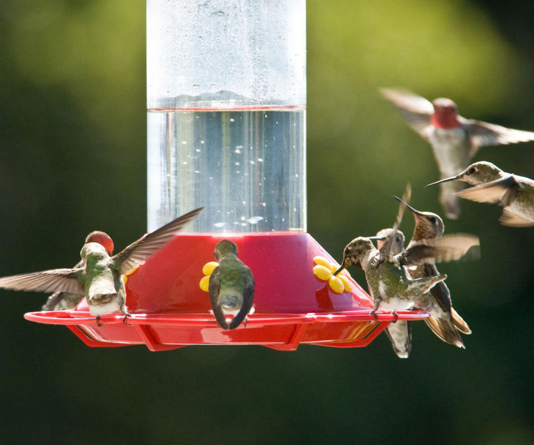 Hummingbirds are on the move – this new migration map shows when they ...