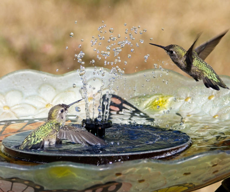 Hummingbirds are on the move – this new migration map shows when they ...