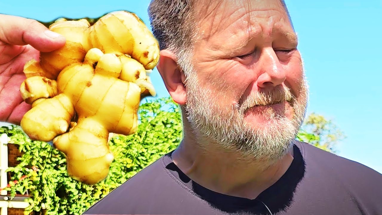 Why ginger is a must-grow plant: Surprising health benefits & easy tips!
