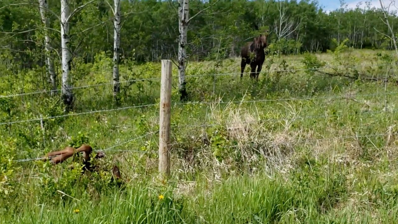 Moose calf trapped in barbed wire rescued | Wild-ish