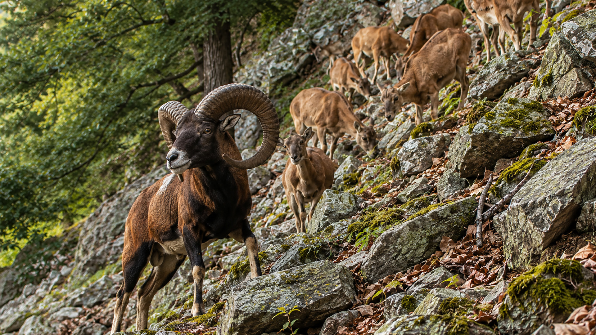 Mouflon ram leads the herd down a steep hillside on camera trap