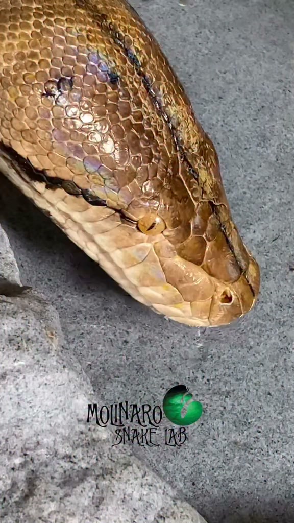 Gigantic python enclosure refresh!