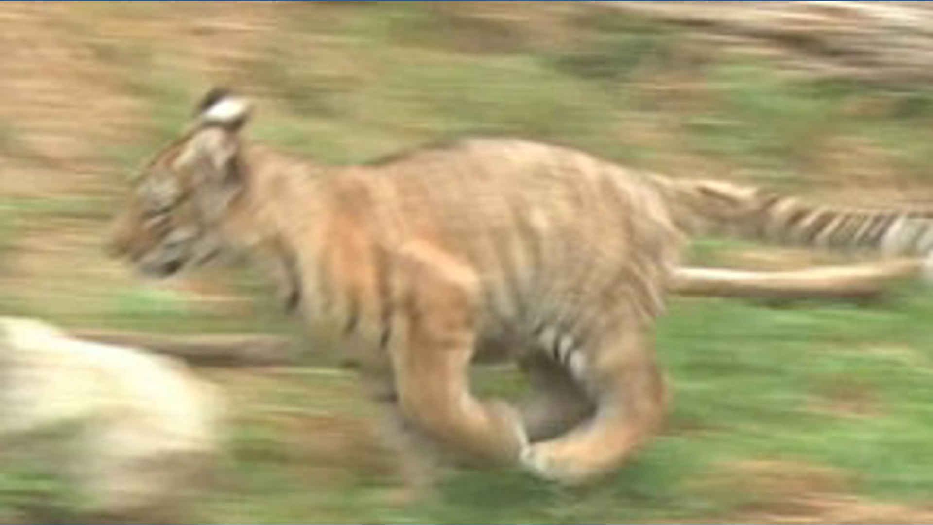 The Amur tiger cubs explore their habitat