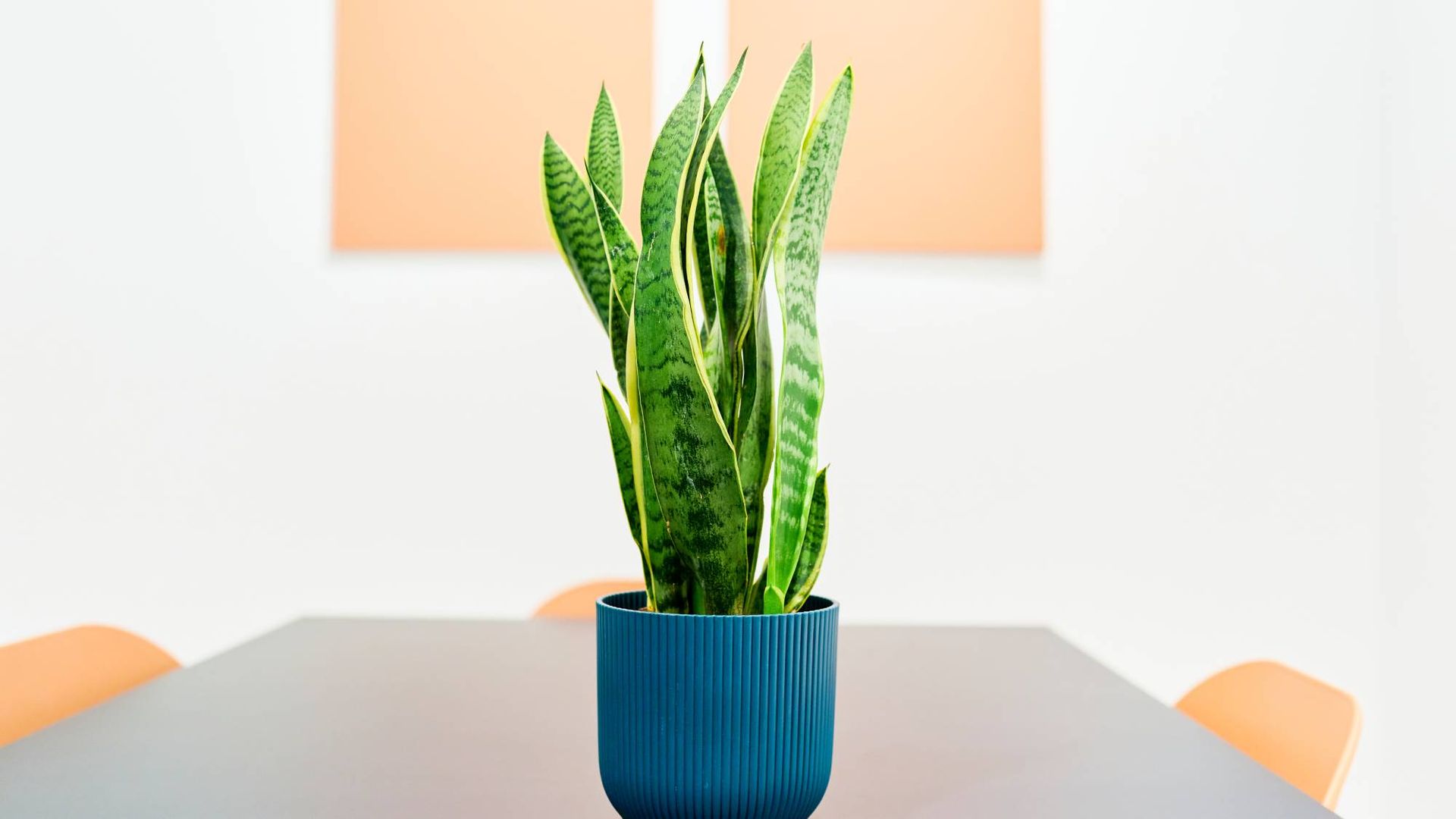 What snake plants need in September – do these 6 things before cold ...