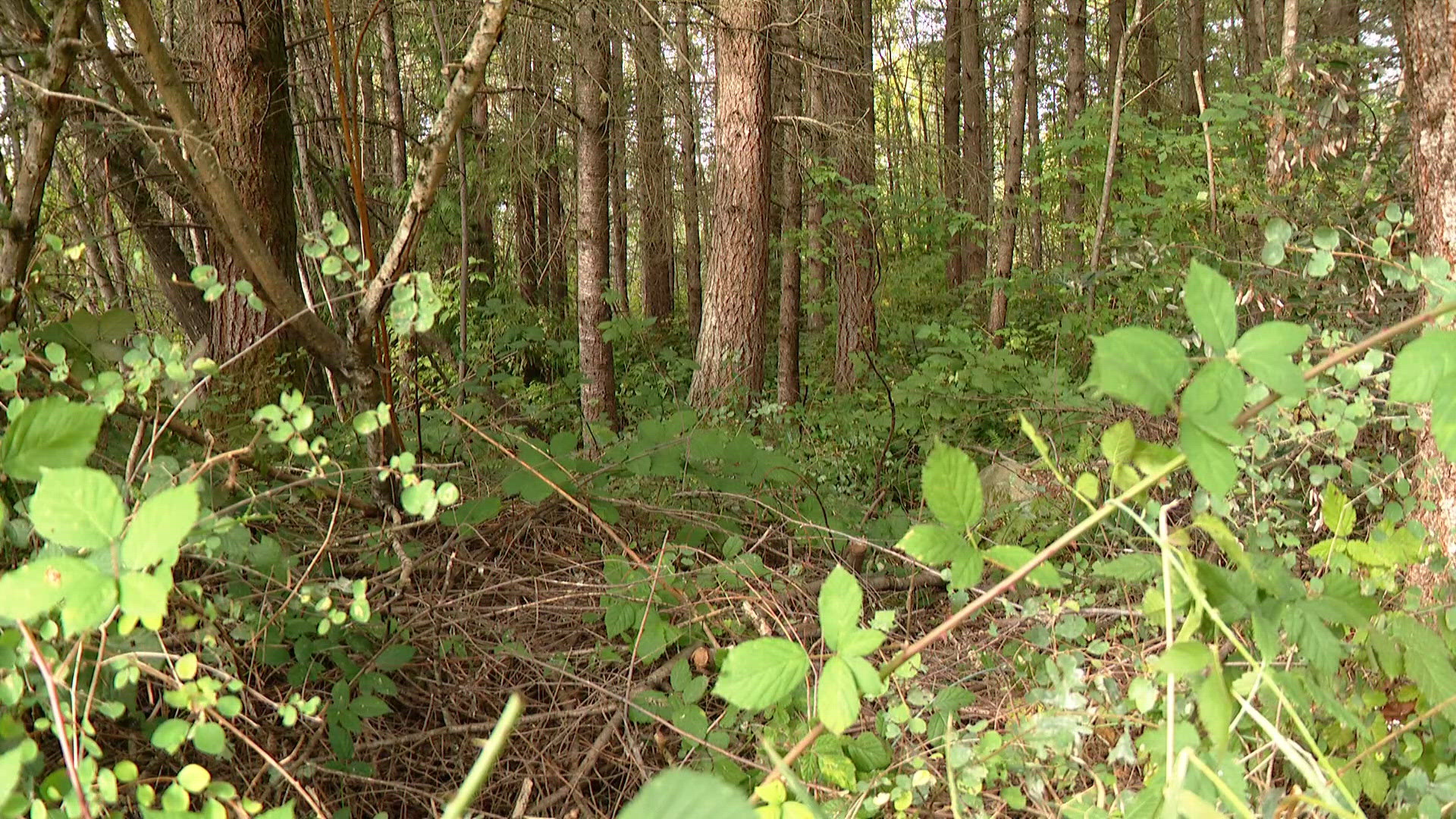 Human remains found in wooded area in Pierce County