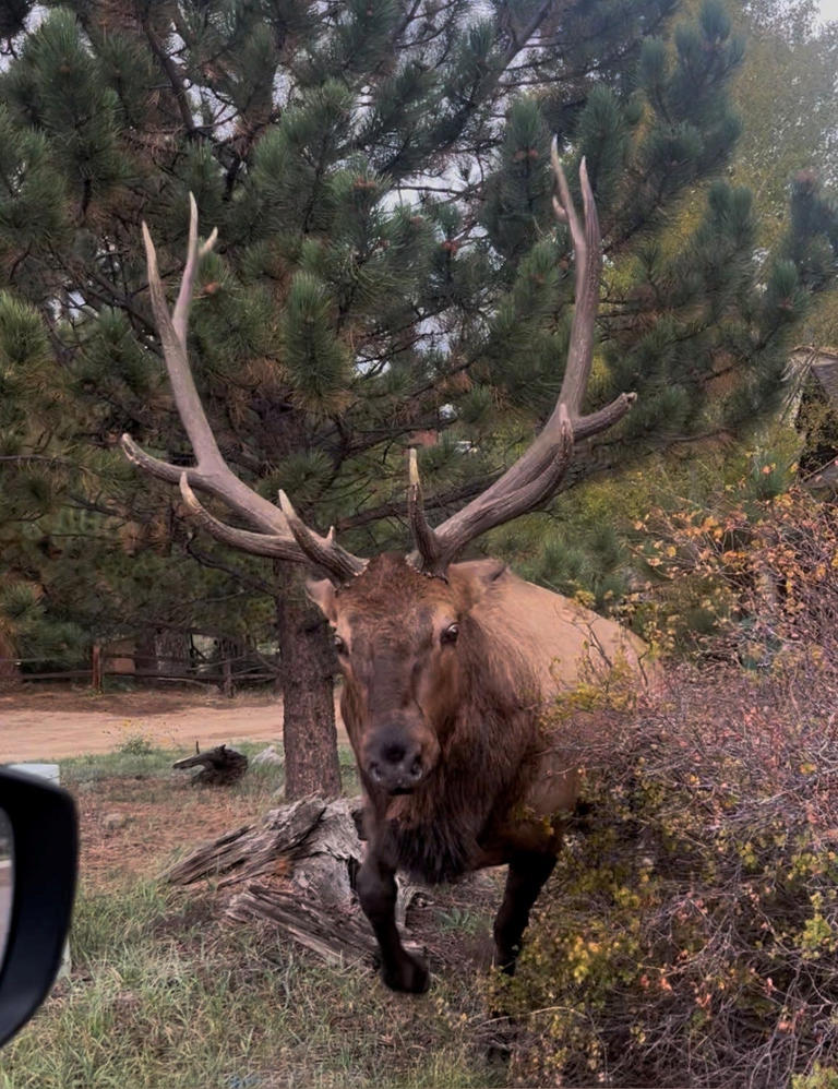 Meet the aggressive large bull elk ramming vehicles in Estes Park