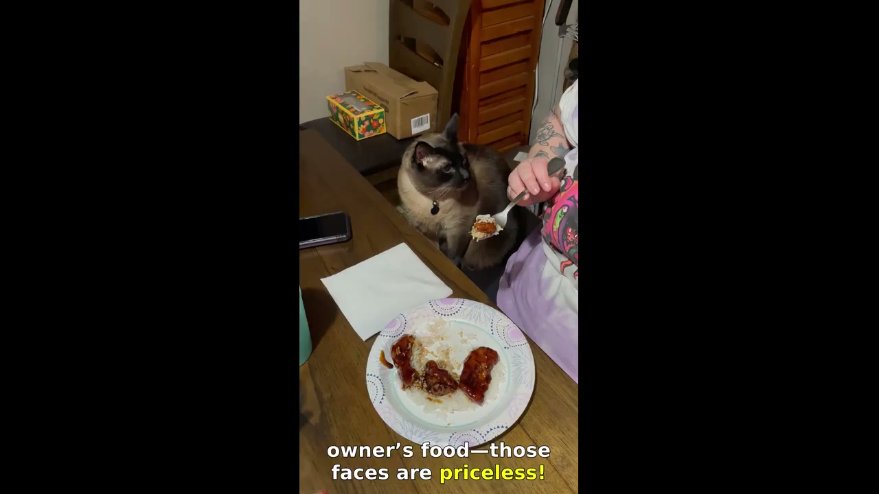 Cat makes funny gagging faces when sniffing owner’s food