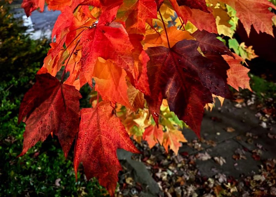 Fall foliage taking shape around Oregon