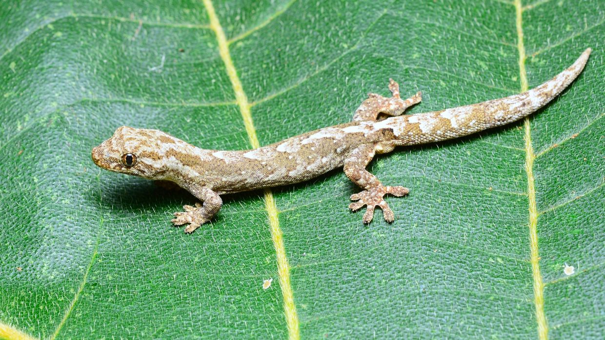 UMS scientists discover gecko species unknown to science in Sabah's ...